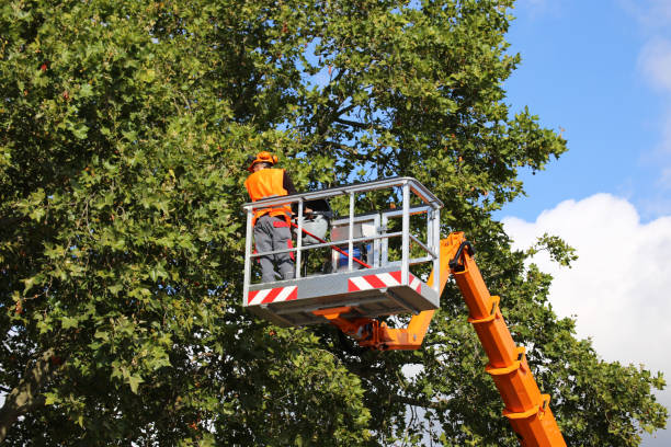 How Our Tree Care Process Works  in  Riverside, MD