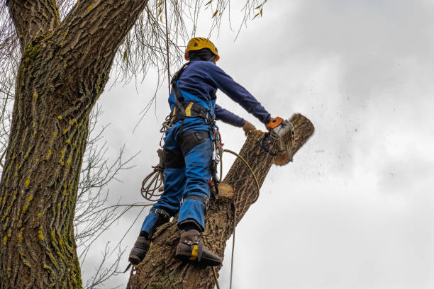 Tree and Shrub Care in Riverside, MD